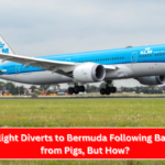 KLM Flight Diverts to Bermuda Following Bad Smell from Pigs, But How