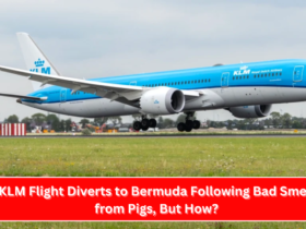 KLM Flight Diverts to Bermuda Following Bad Smell from Pigs, But How