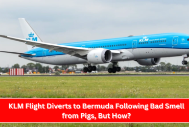 KLM Flight Diverts to Bermuda Following Bad Smell from Pigs, But How