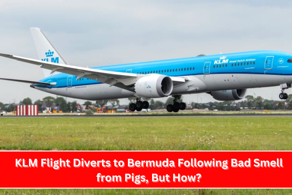 KLM Flight Diverts to Bermuda Following Bad Smell from Pigs, But How