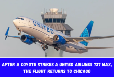 After a coyote strikes a United Airlines 737 MAX, the flight returns to Chicago