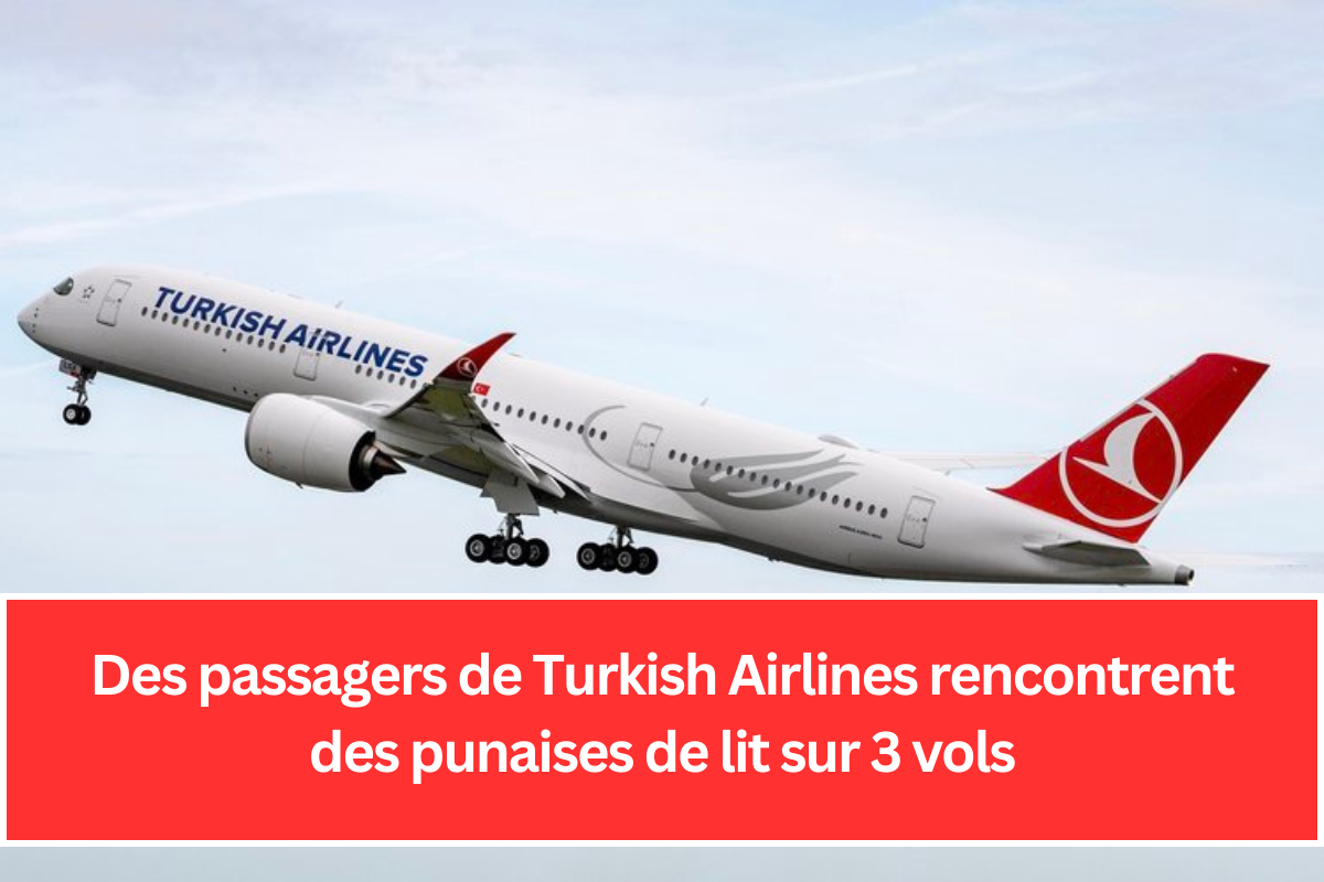 Des passagers de Turkish Airlines rencontrent des punaises de lit sur 3 vols